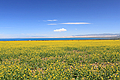 青海湖・菜の花畑